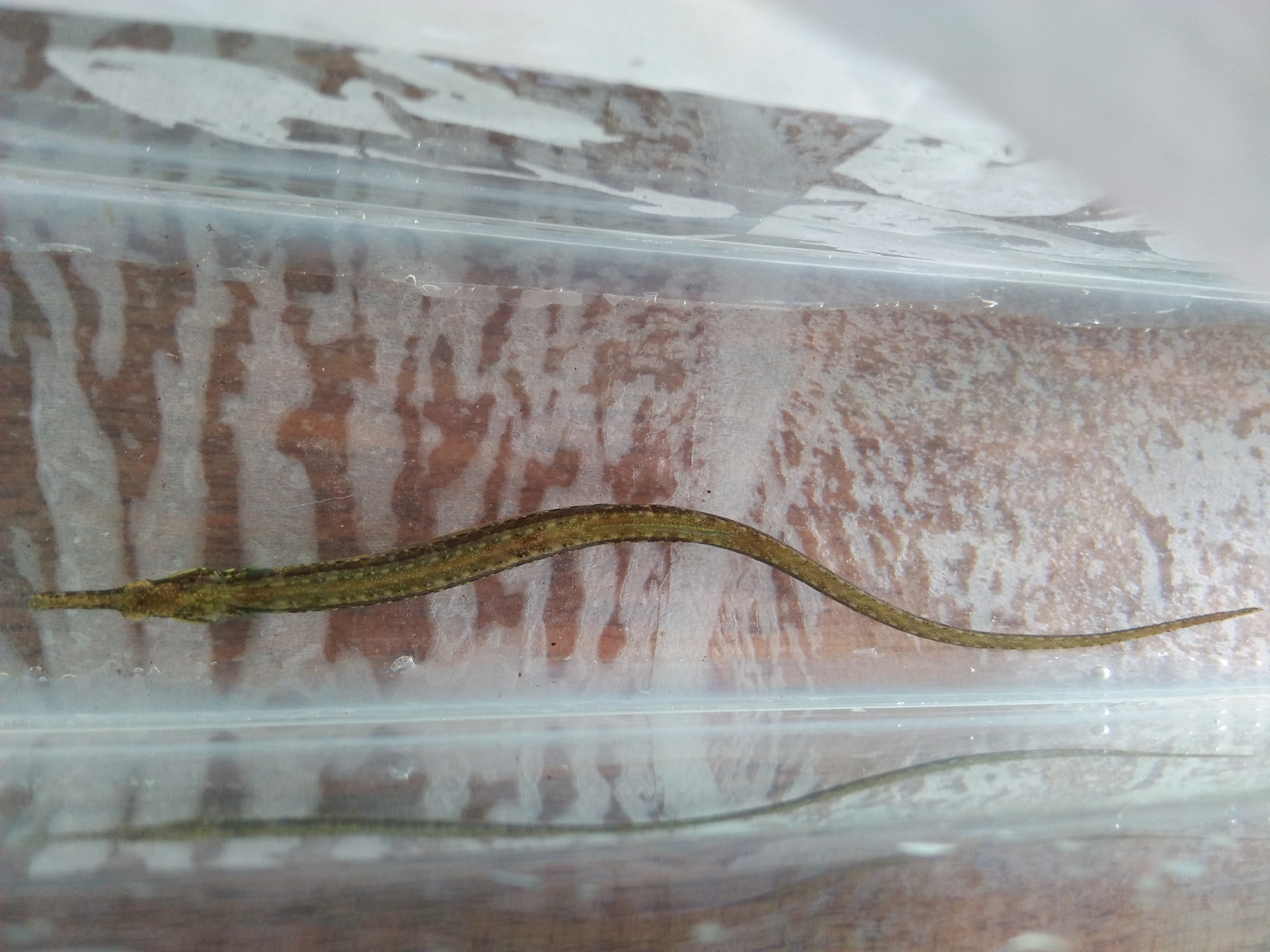 image of doryichthys martensii