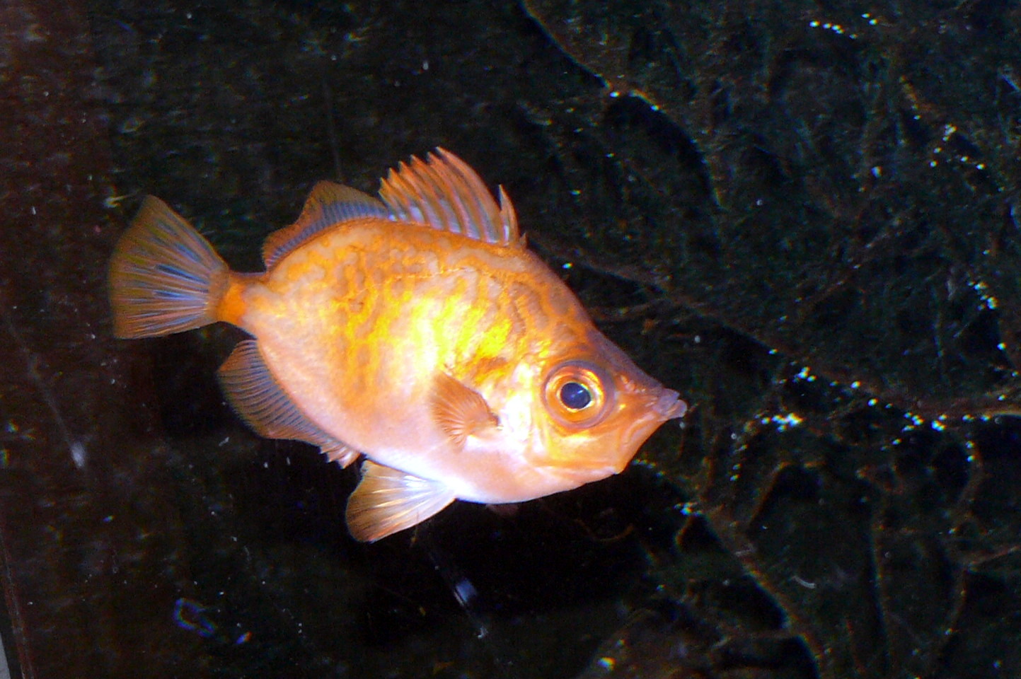 image of capros aper \(boarfish\)