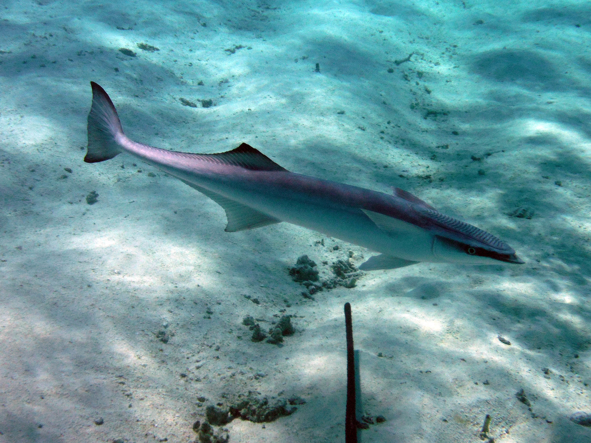 image of echeneis naucrates \(live sharksucker\)