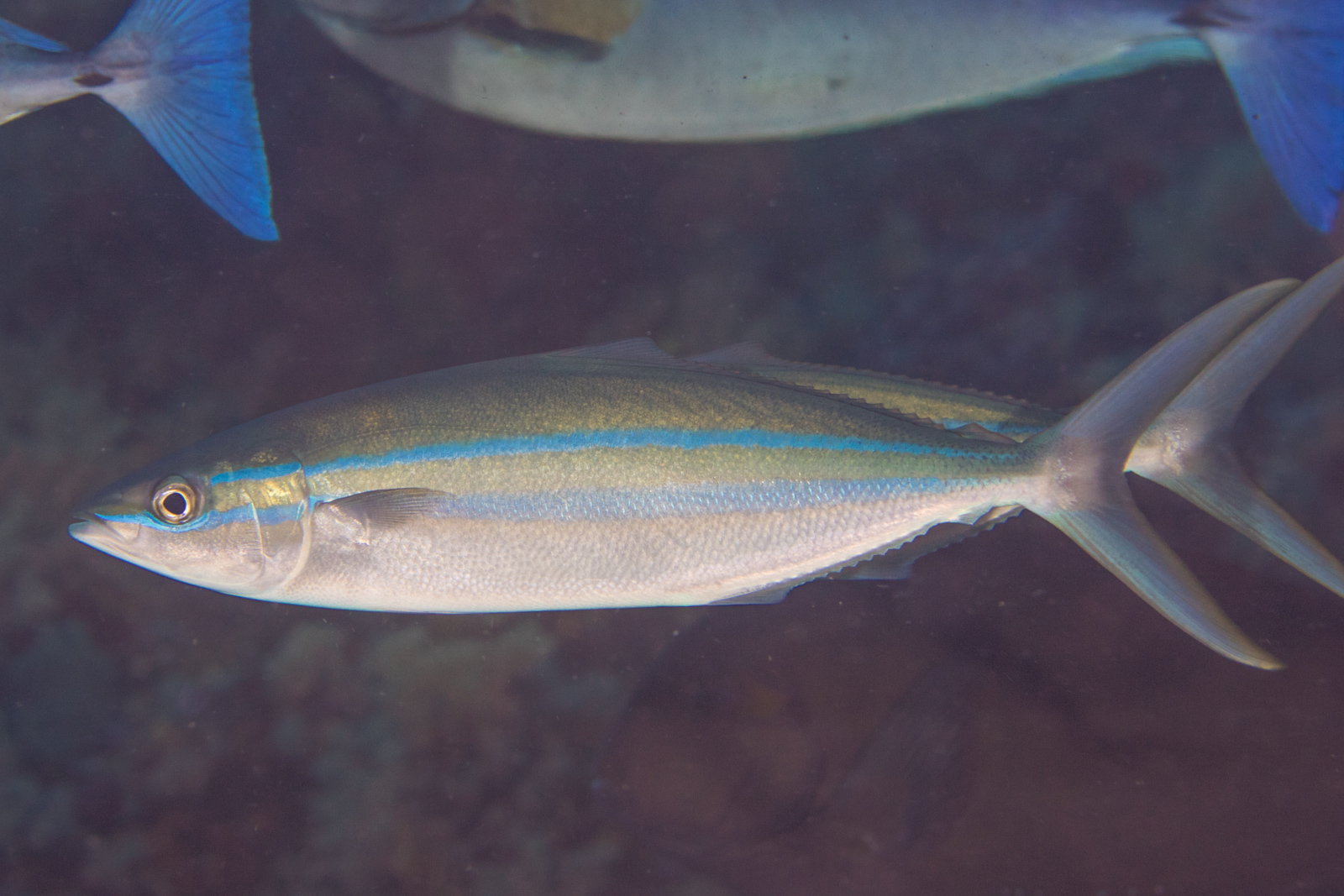 image of elagatis bipinnulata \(rainbow runner\)