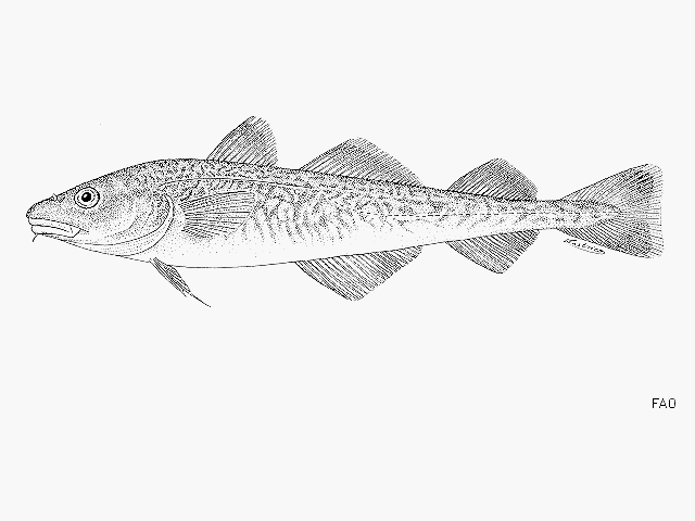 image of eleginus nawaga \(navaga\)