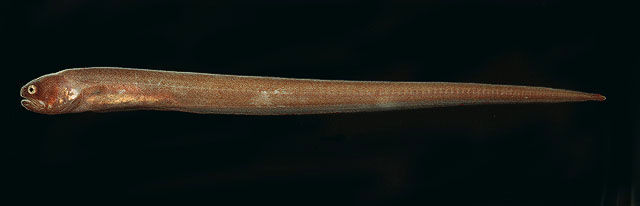 image of encheliophis boraborensis \(pinhead pearlfish\)