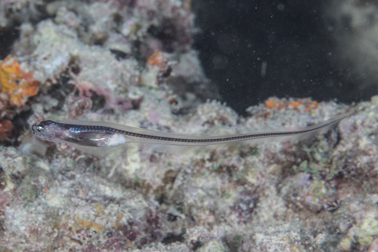 image of encheliophis homei \(silver pearlfish\)