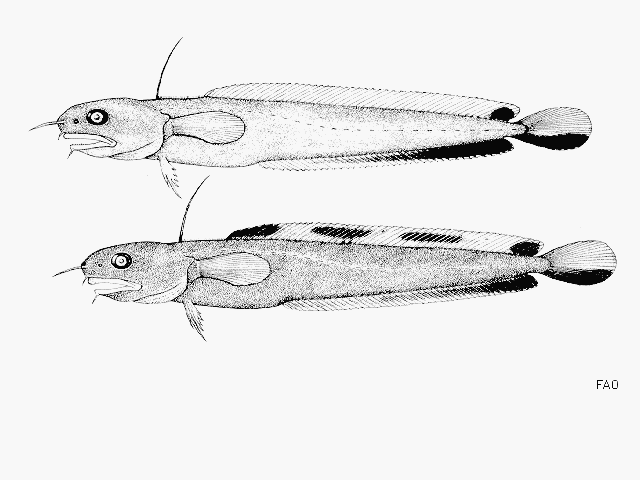 image of enchelyopus cimbrius \(fourbeard rockling\)