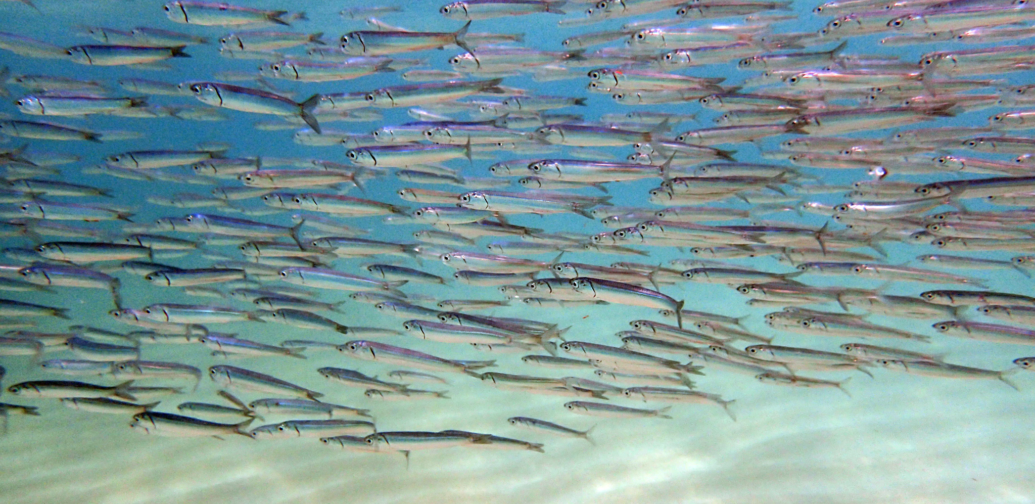image of engraulis japonicus \(japanese anchovy\)