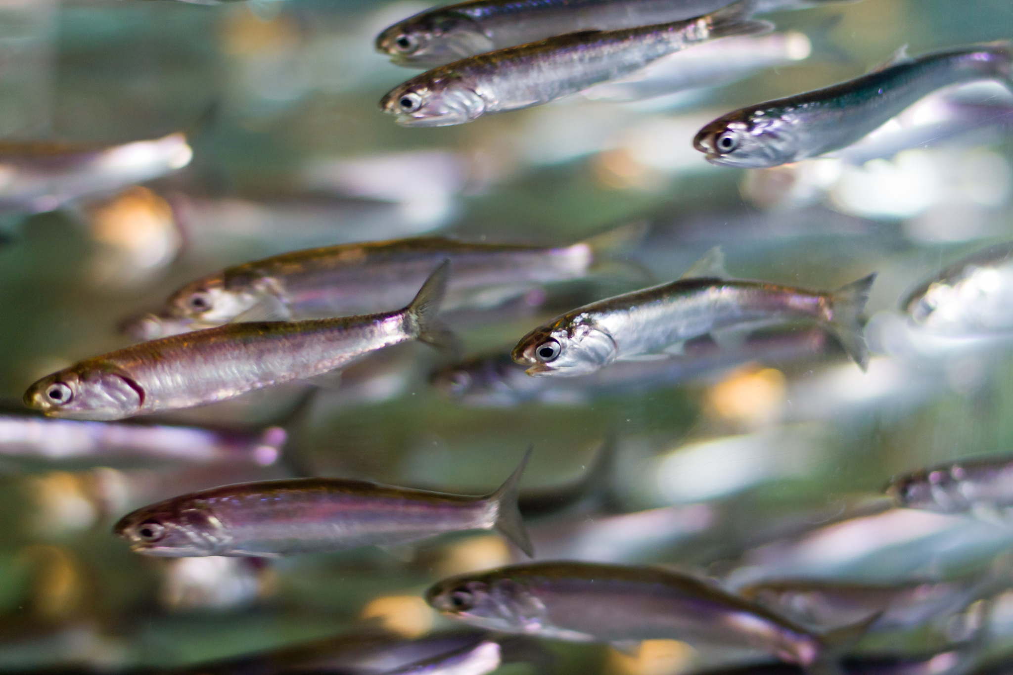 image of engraulis mordax \(californian anchovy\)