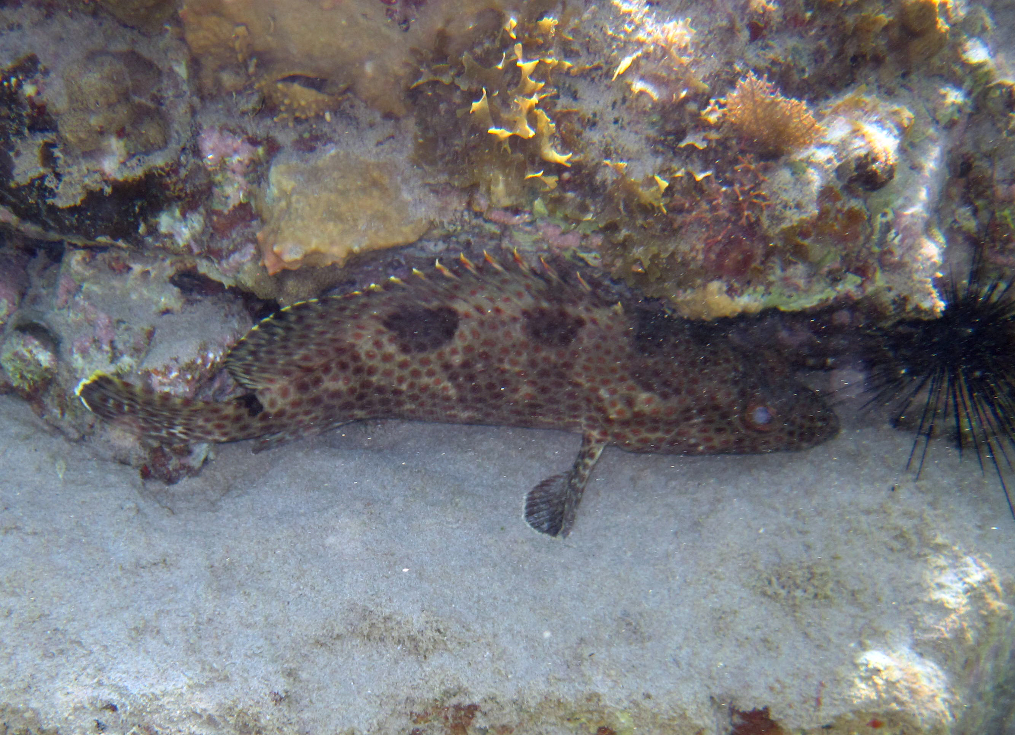image of epinephelus adscensionis \(rock hind\)