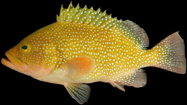 image of epinephelus drummondhayi \(speckled hind\)