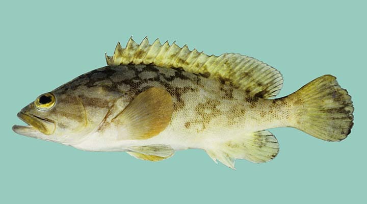 image of epinephelus erythrurus \(cloudy grouper\)