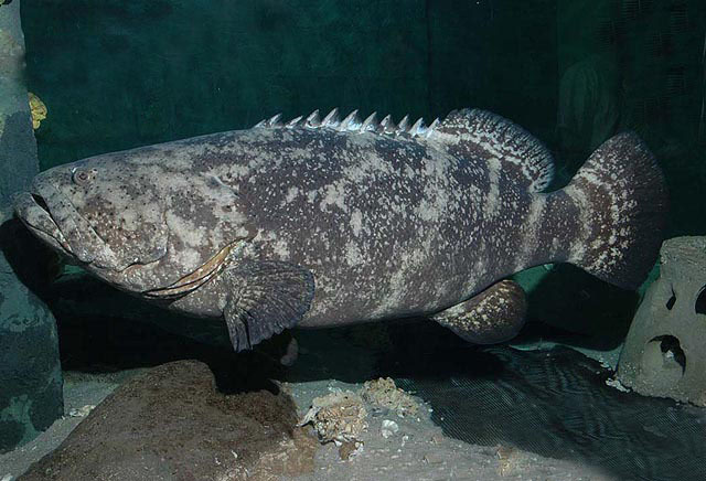 image of epinephelus itajara \(atlantic goliath grouper\)