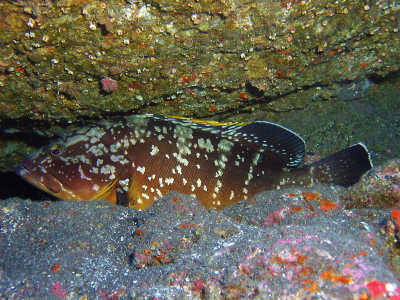 image of epinephelus marginatus \(dusky grouper\)