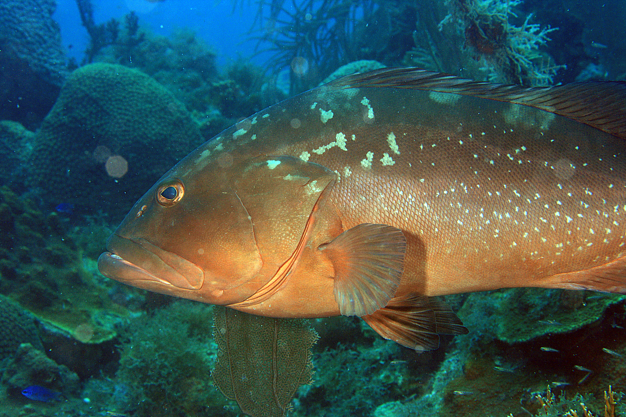 image of epinephelus morio \(red grouper\)