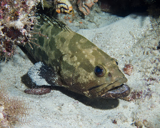 image of epinephelus polyphekadion \(camouflage grouper\)
