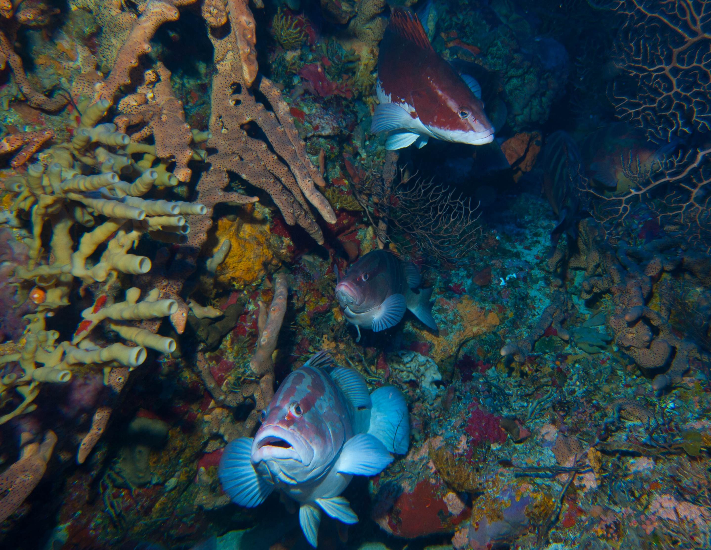 image of epinephelus striatus \(nassau grouper\)