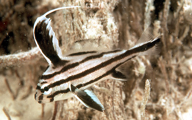 image of pareques acuminatus \(high-hat\)