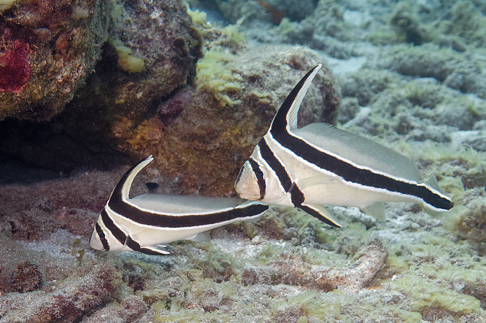 image of eques lanceolatus \(jack-knifefish\)