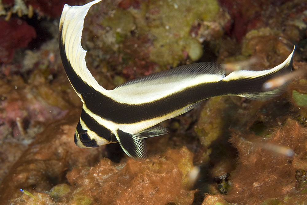 image of equetus punctatus \(spotted drum\)