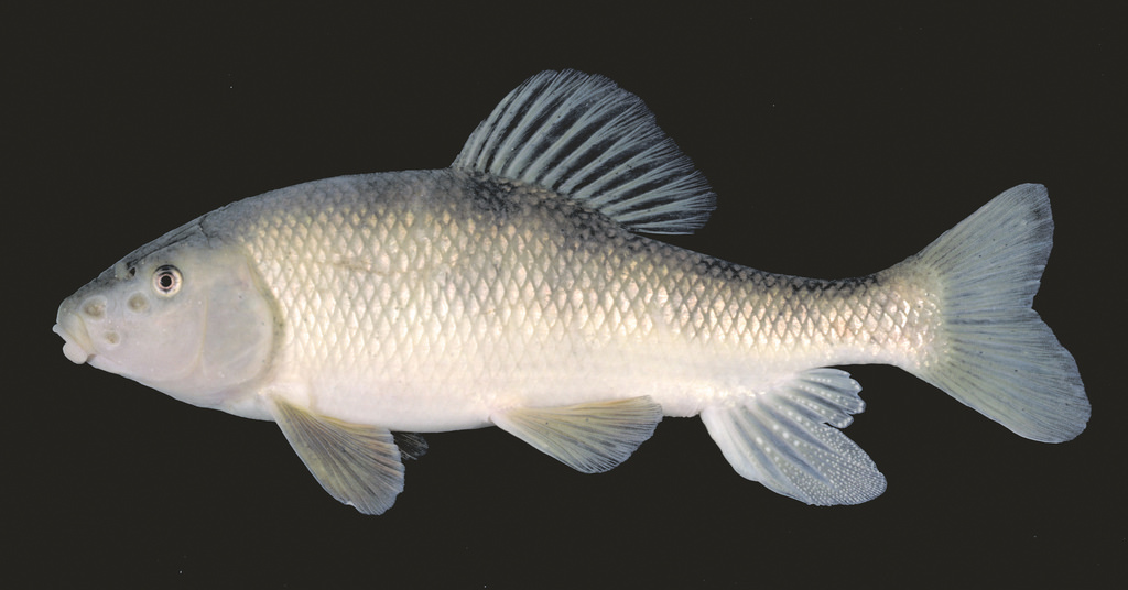 image of erimyzon oblongus \(eastern creek chubsucker\)