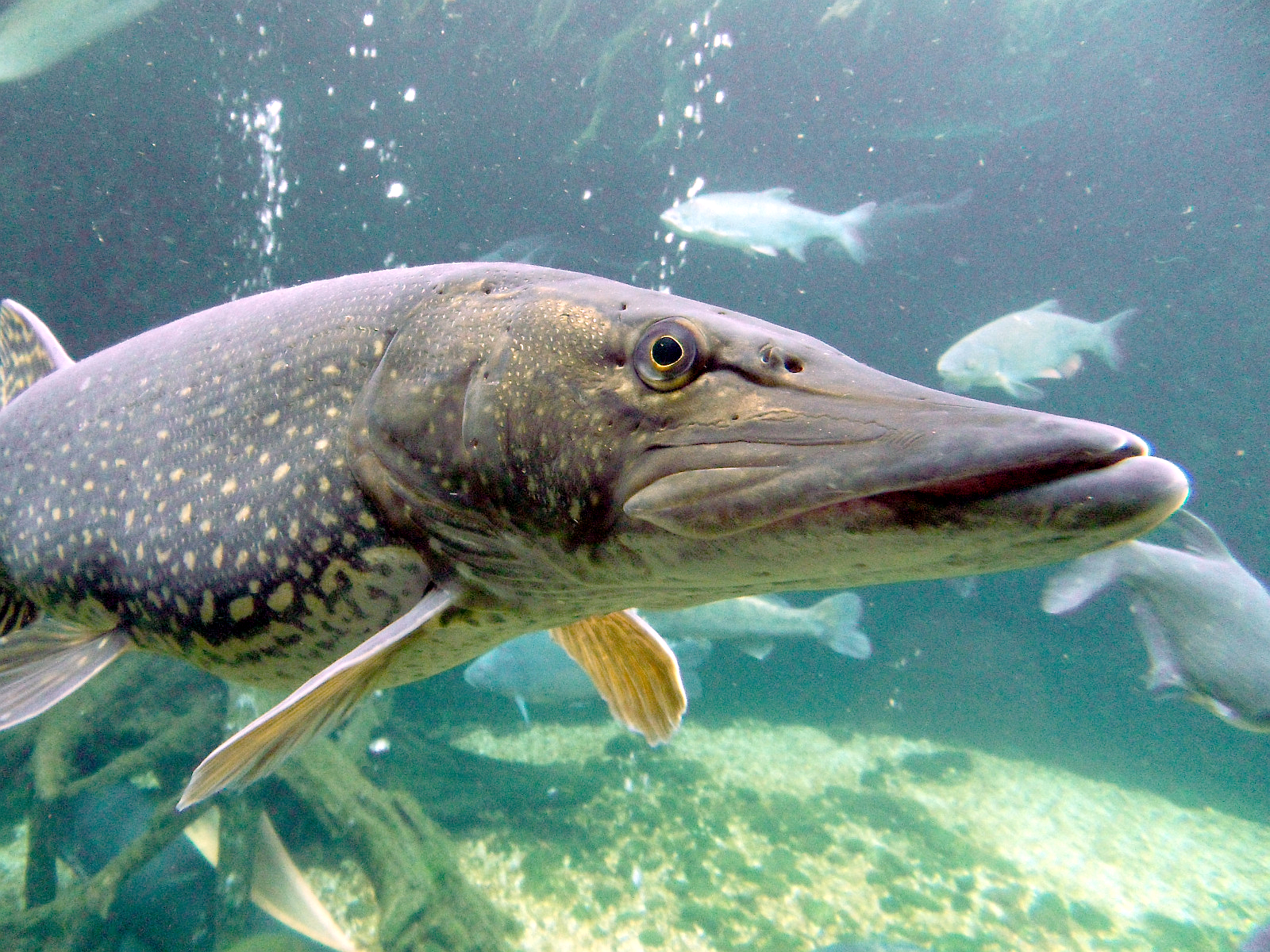 image of esox lucius \(northern pike\)