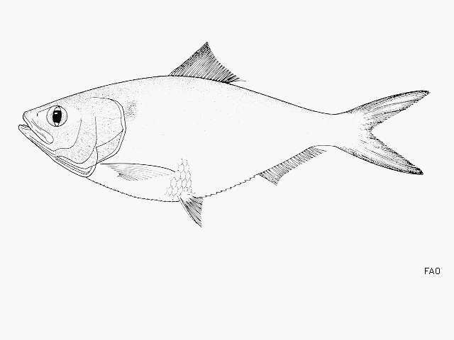 image of ethmalosa fimbriata \(bonga shad\)