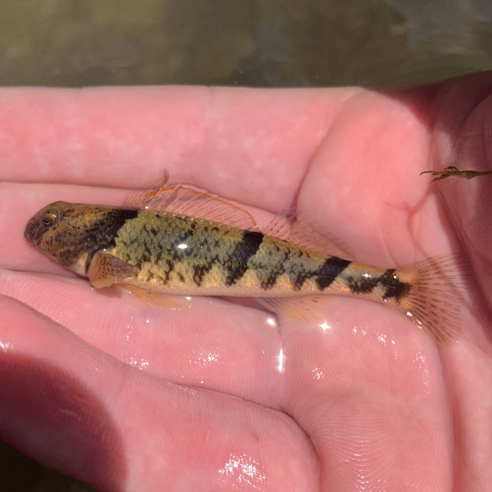 image of etheostoma blennius \(blenny darter\)