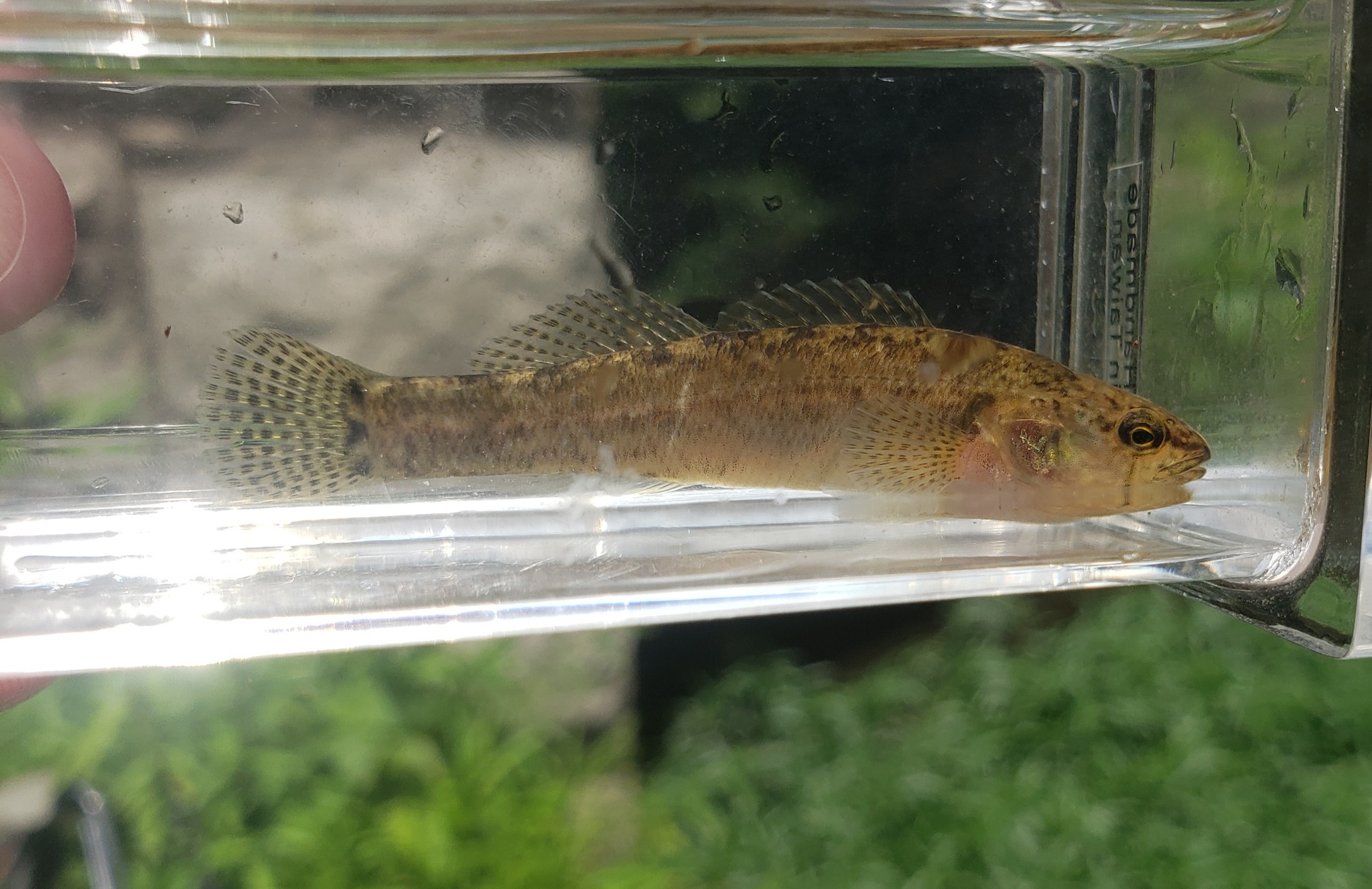 image of etheostoma crossopterum \(fringed darter\)