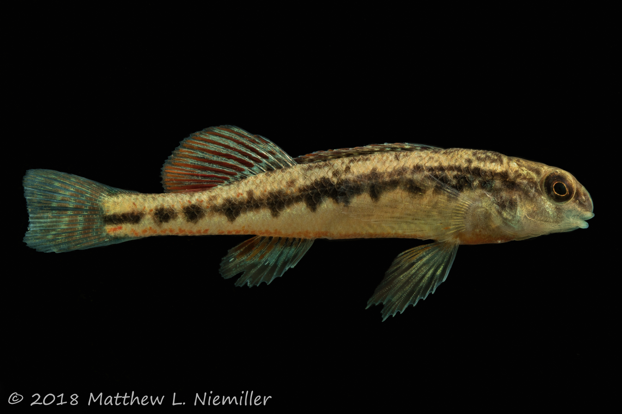 image of etheostoma duryi \(subnose darter\)