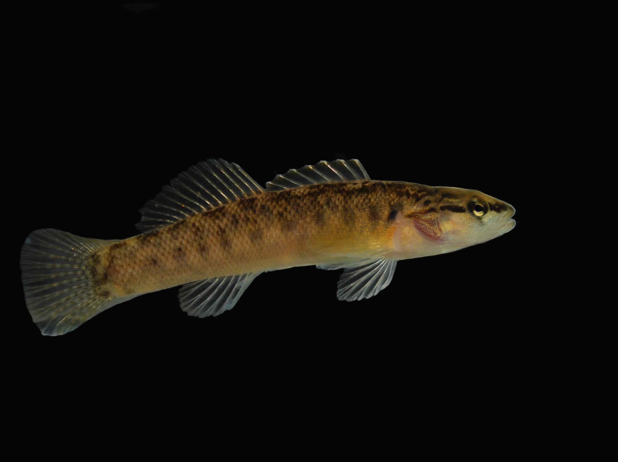 image of etheostoma flabellare \(fantail darter\)