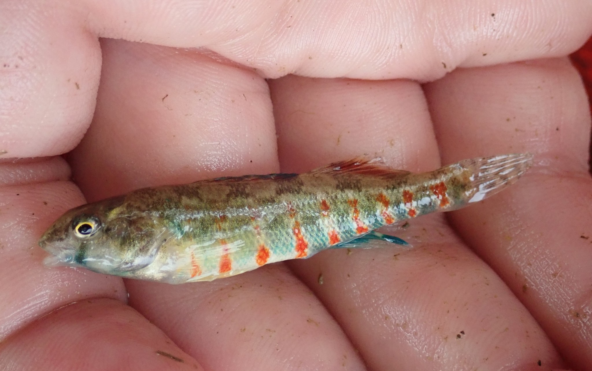 image of etheostoma luteovinctum \(redband darter\)