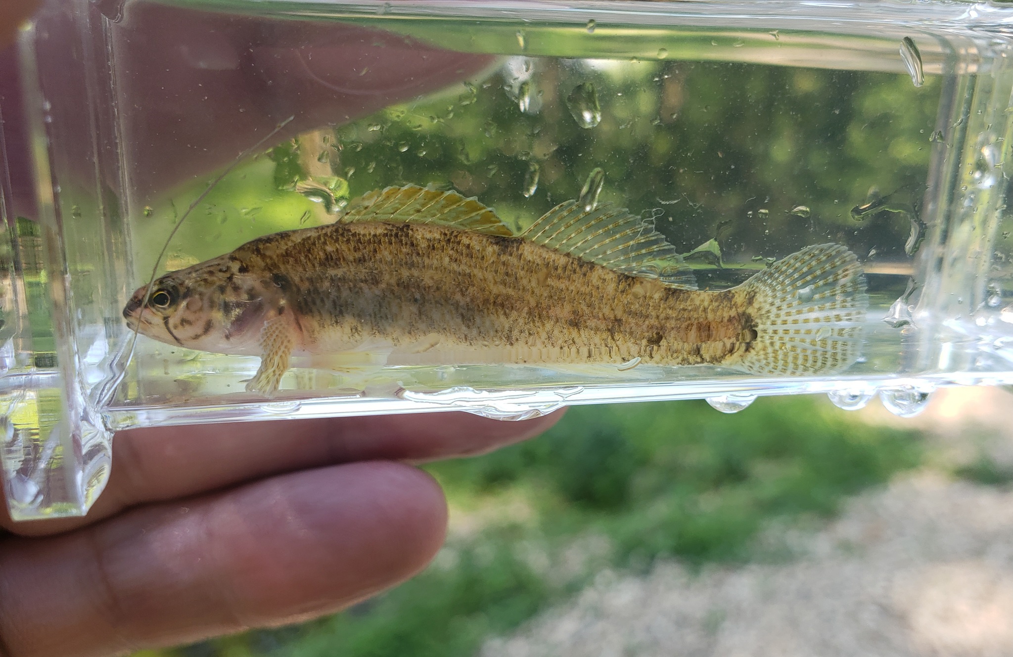 image of etheostoma nigripinne \(blackfin darter\)