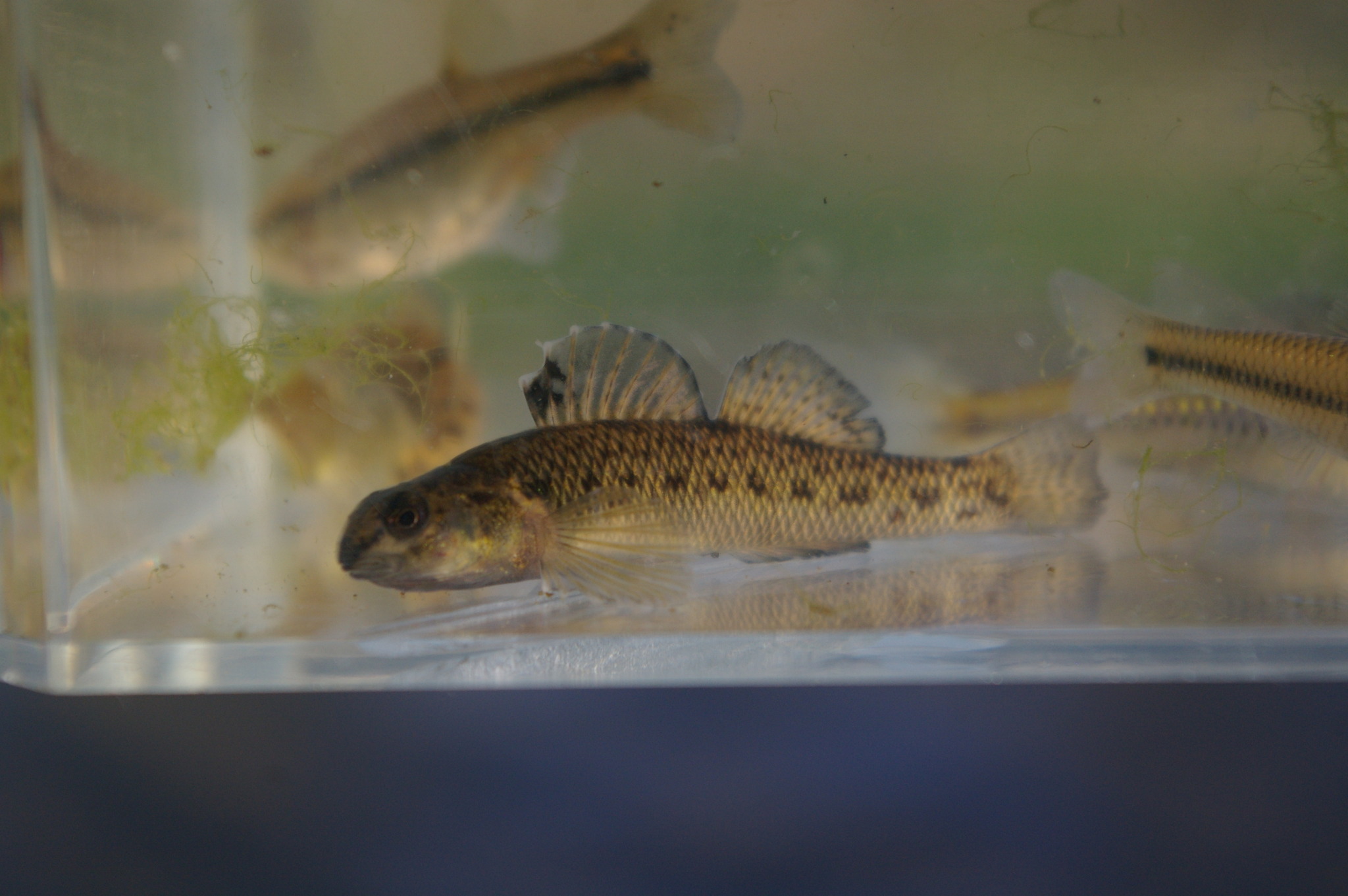 image of etheostoma nigrum \(johnny darter\)