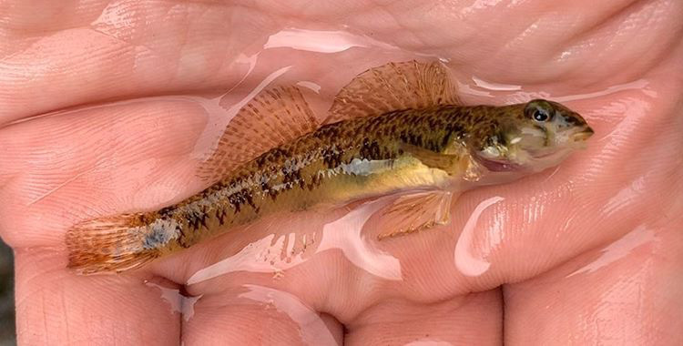 image of etheostoma olmstedi \(tessellated darter\)