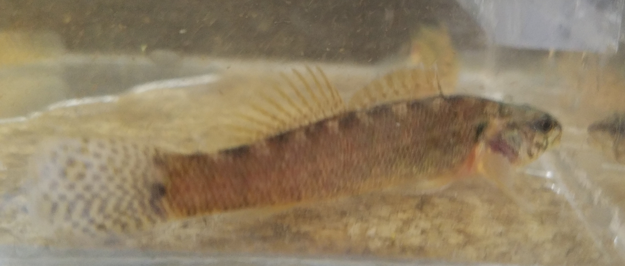 image of etheostoma oophylax \(guardian darter\)