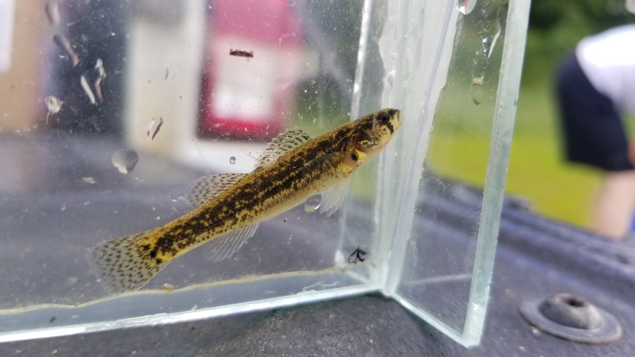 image of etheostoma parvipinne \(goldstripe darter\)