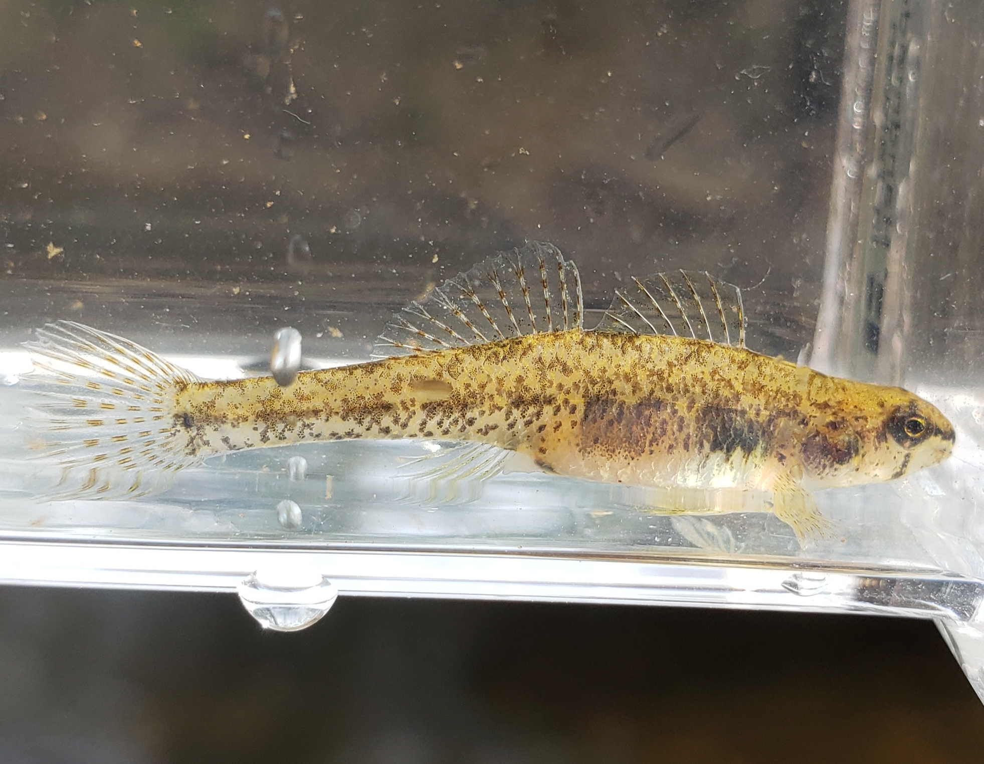 image of etheostoma proeliare \(cypress darter\)