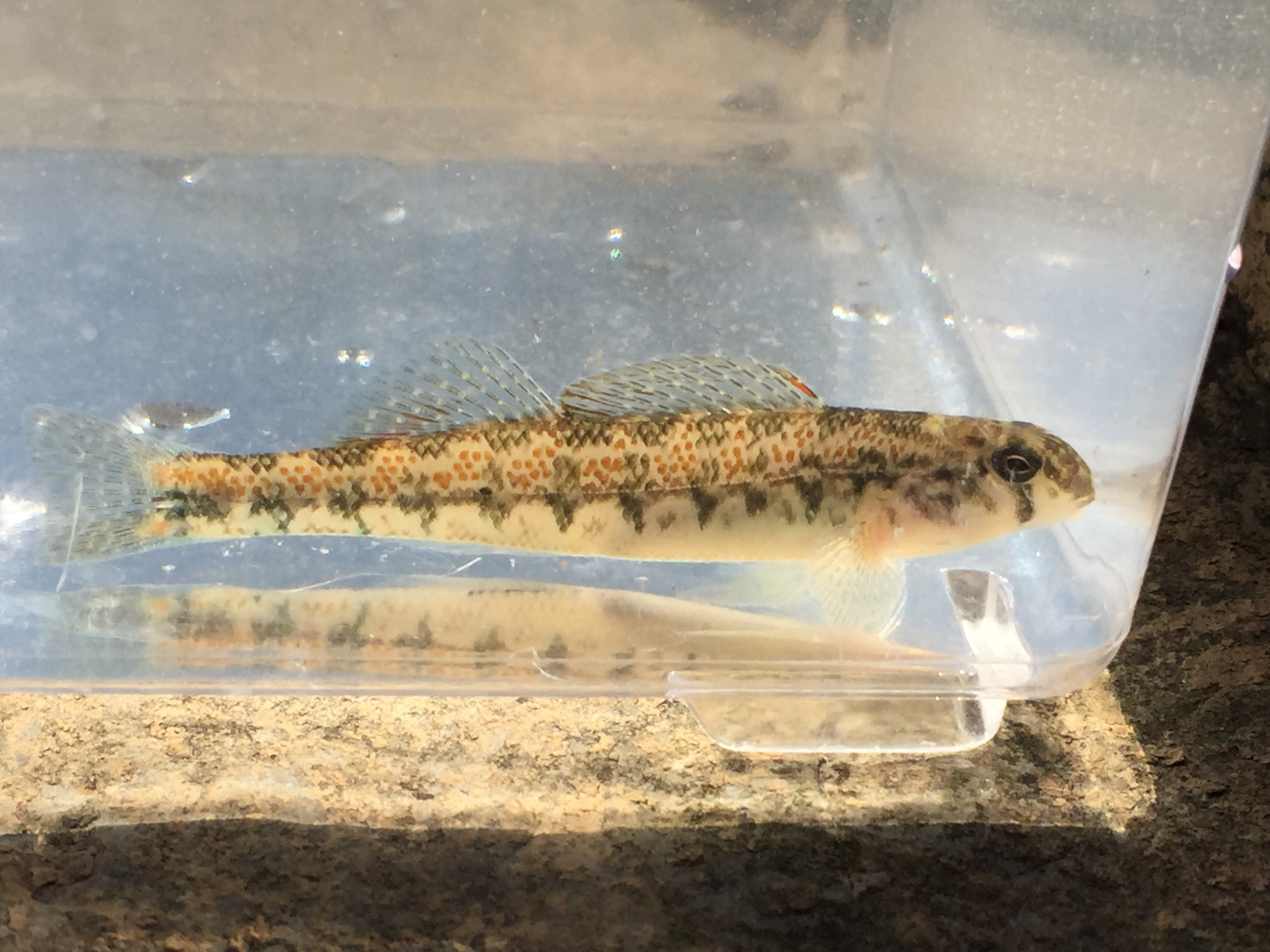 image of etheostoma simoterum \(snubnose darter\)