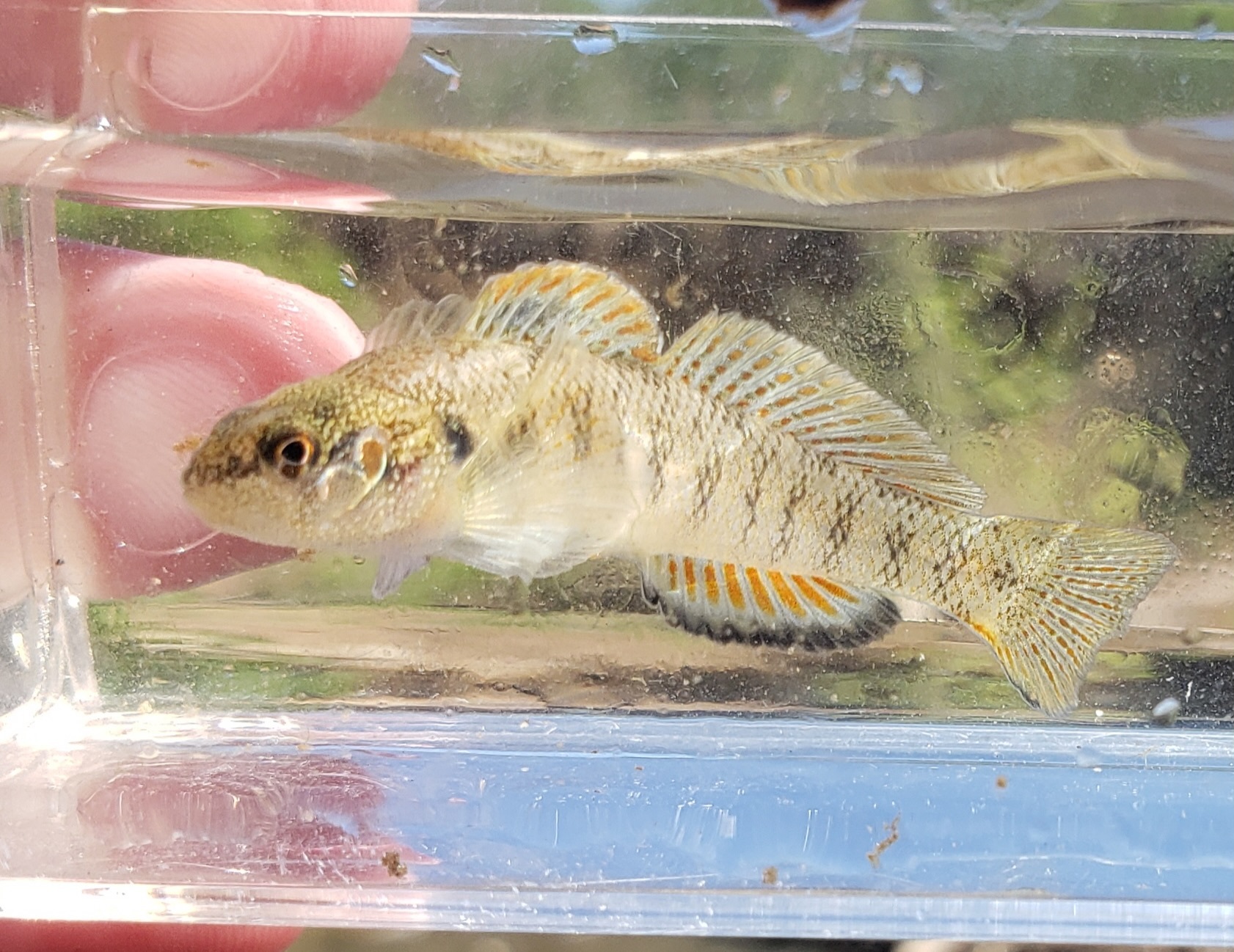 image of etheostoma smithi \(slabrock darter\)