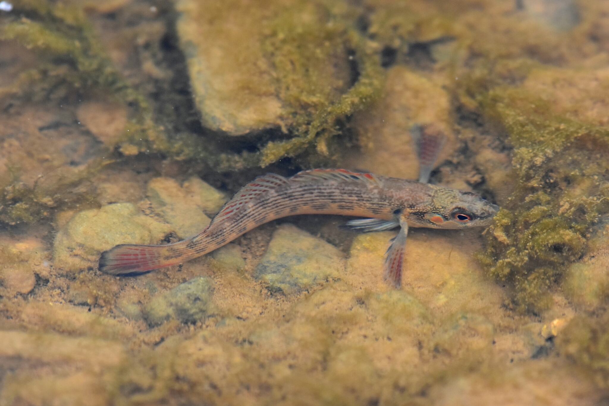 image of etheostoma virgatum \(striped darter\)