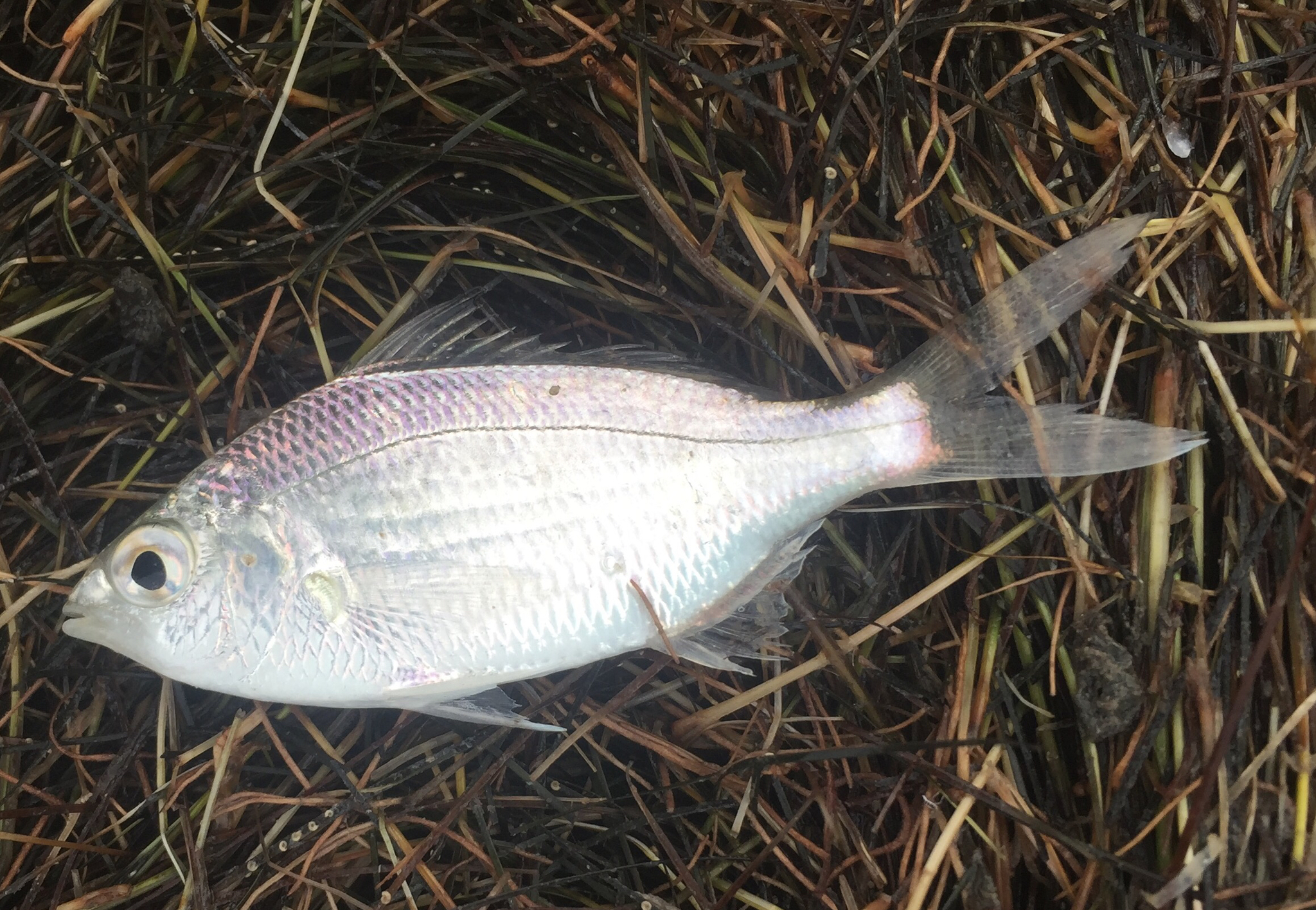 image of eucinostomus argenteus \(silver mojarra\)