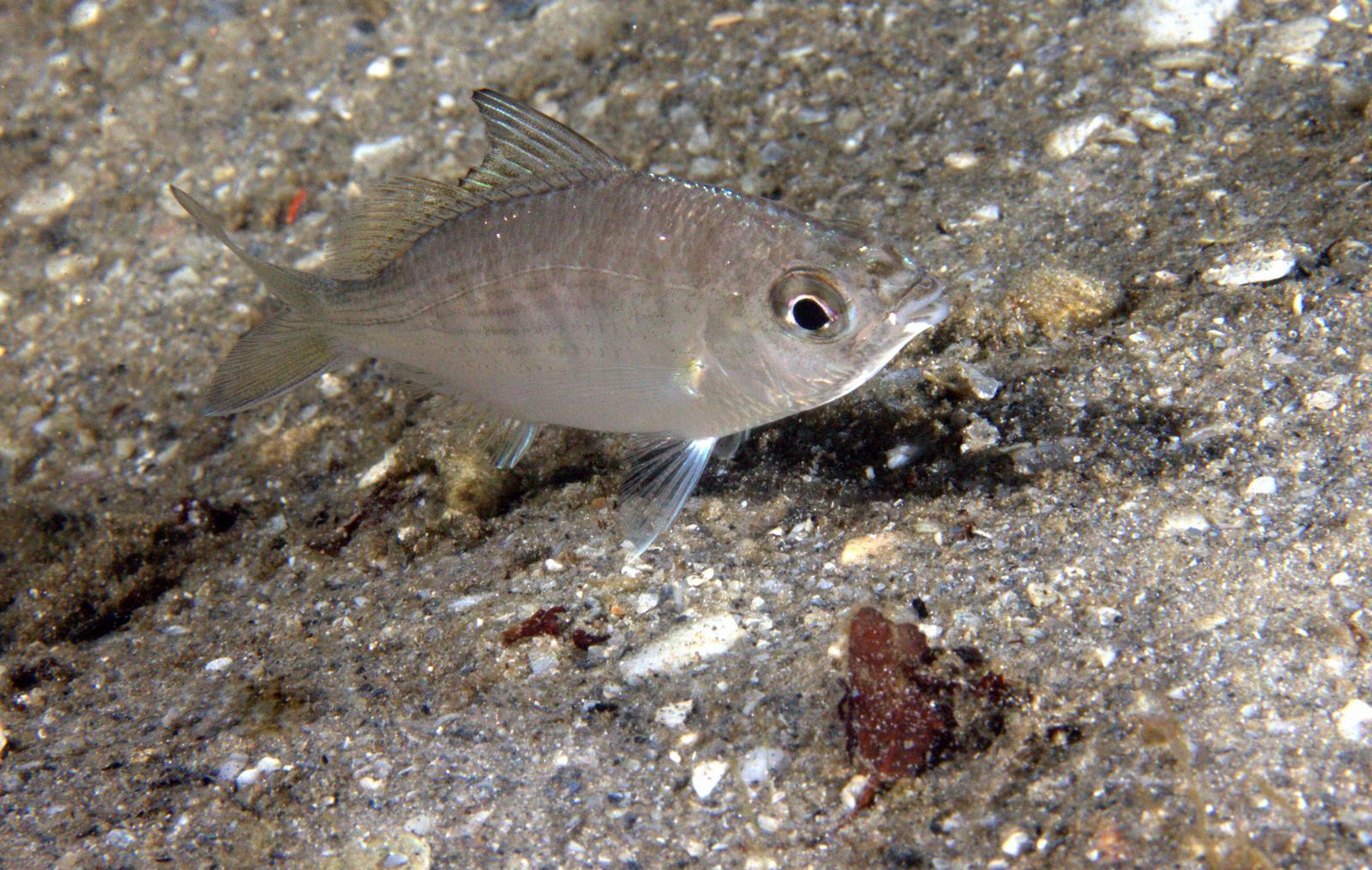 image of eucinostomus gula \(jenny mojarra\)