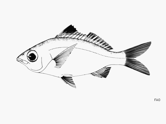 image of eucinostomus havana \(bigeye mojarra\)