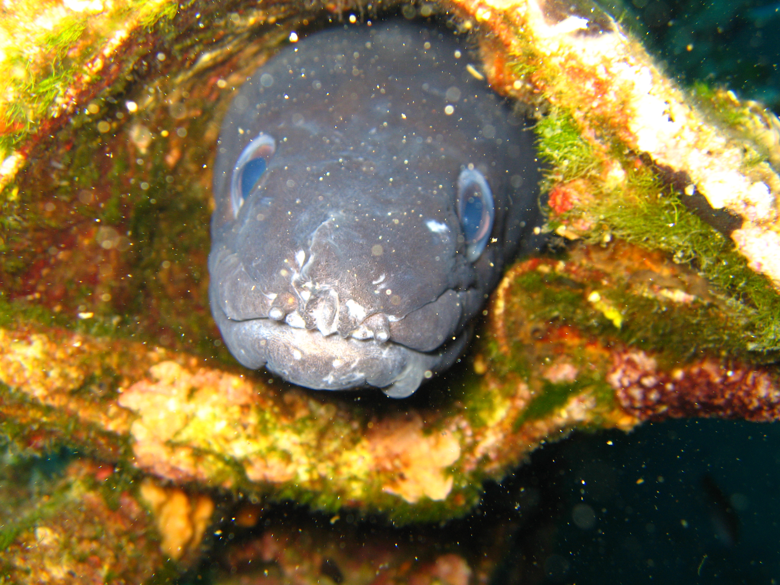 image of conger conger \(european conger\)