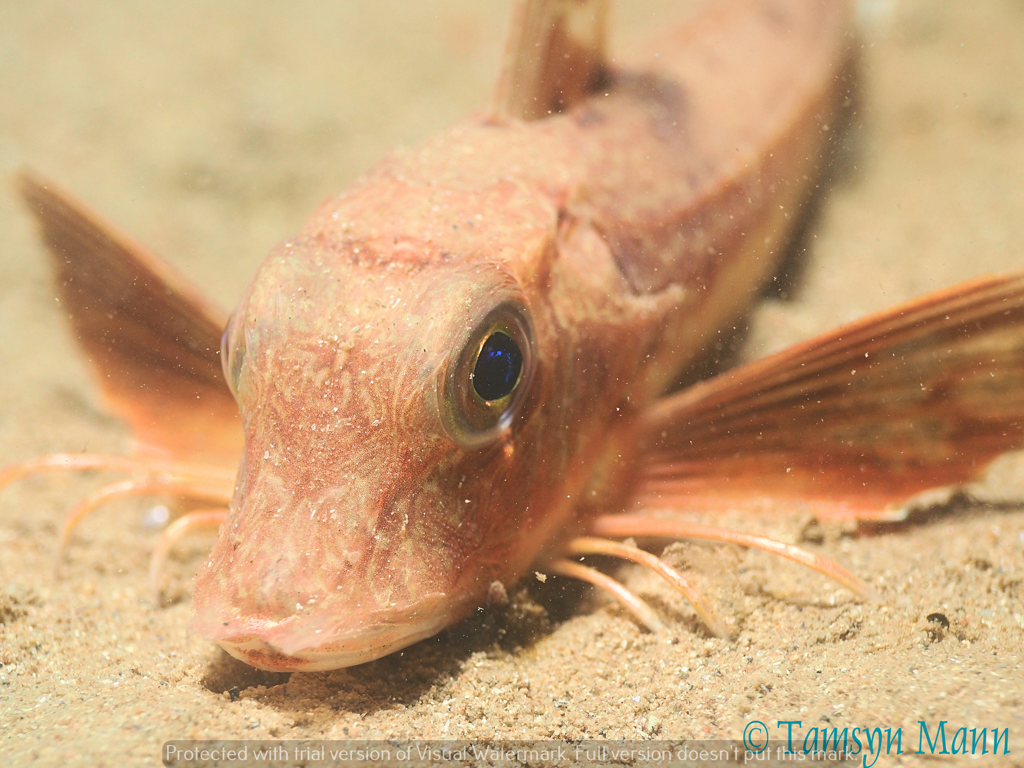 image of eutrigla gurnardus \(grey gurnard\)