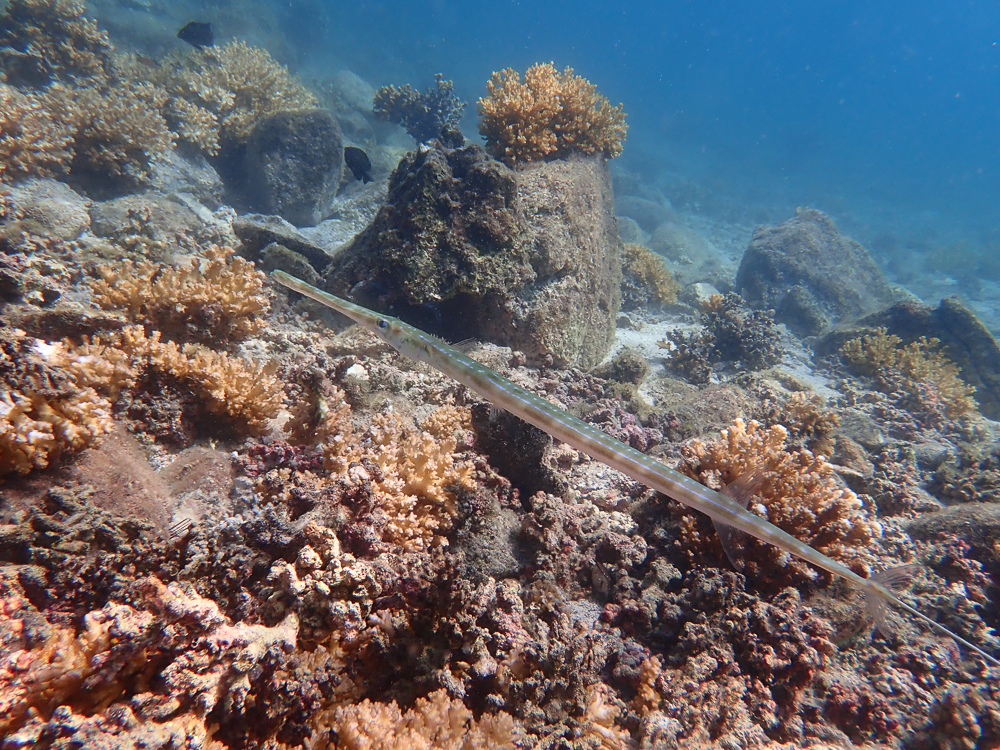 image of fistularia commersonii \(bluespotted cornetfish\)