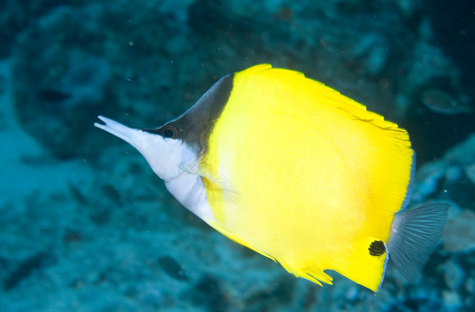 image of forcipiger flavissimus \(longnose butterfly fish\)