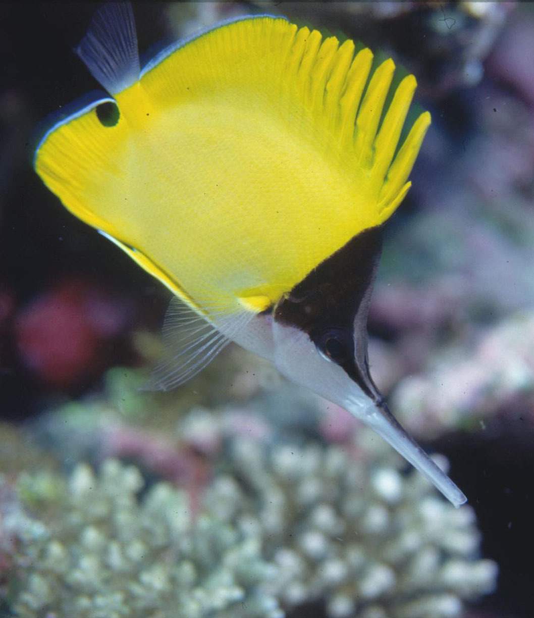 image of forcipiger longirostris \(longnose butterflyfish\)