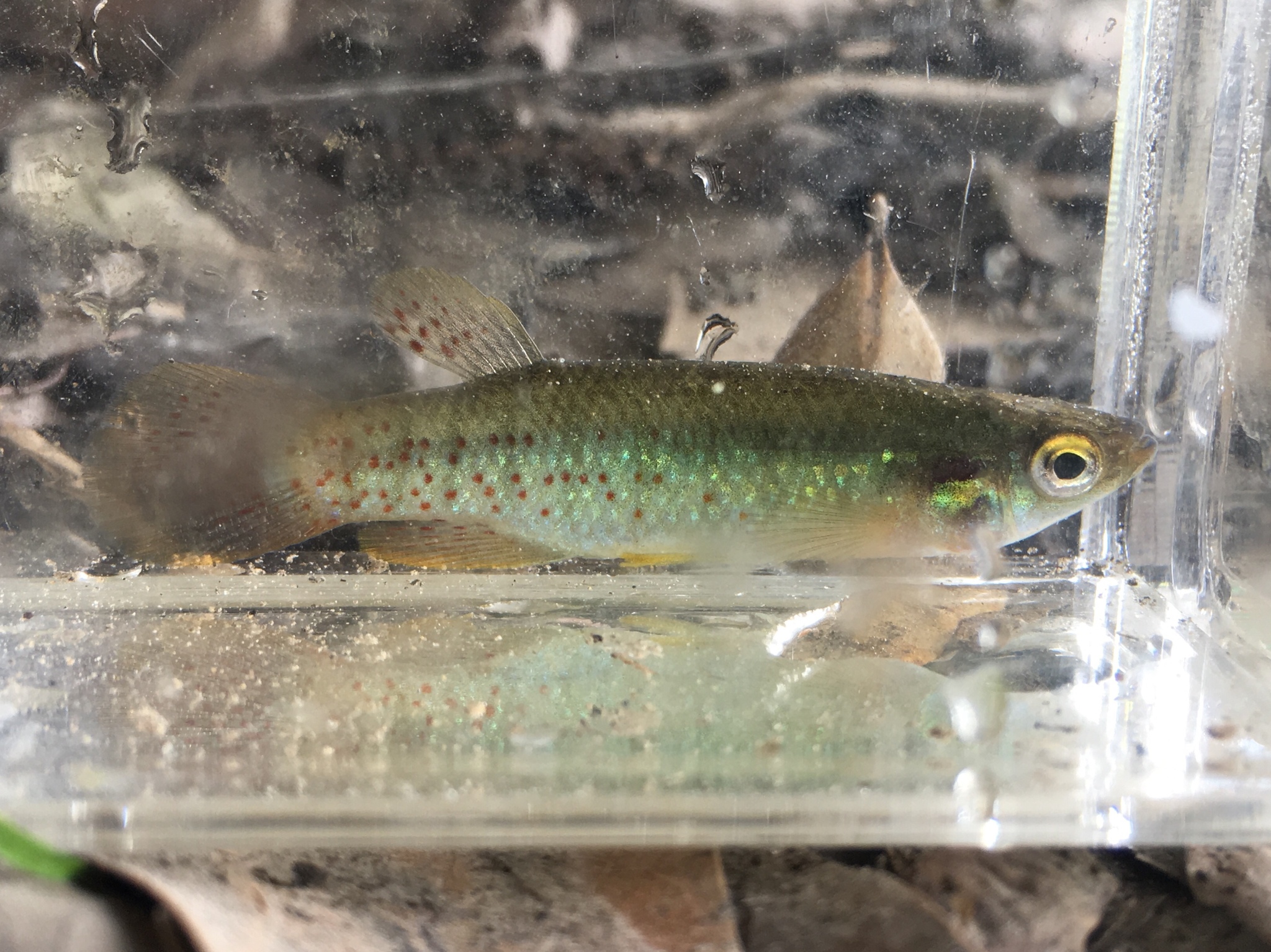 image of fundulus chrysotus \(golden topminnow\)