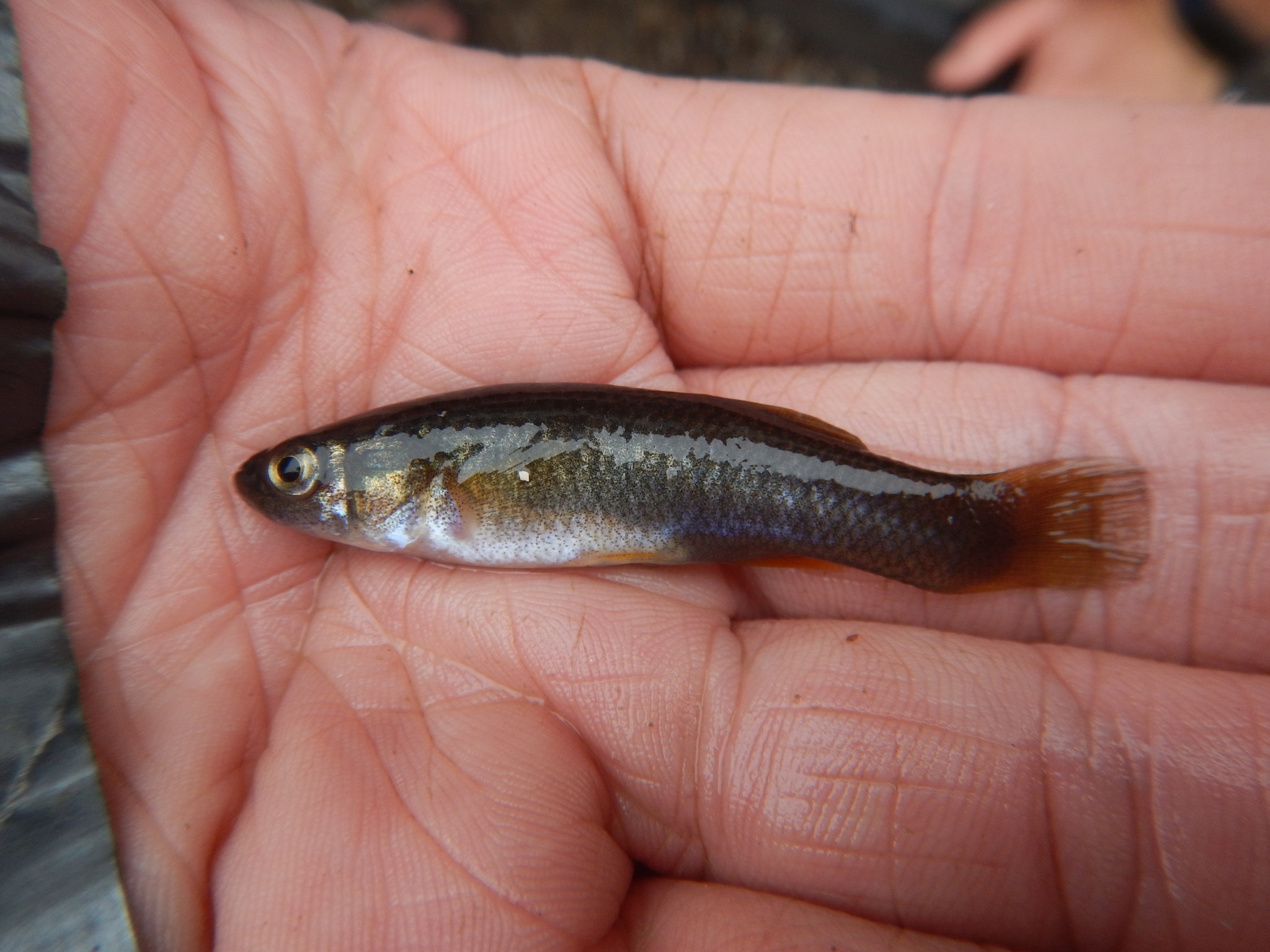 image of fundulus grandis \(gulf killifish\)
