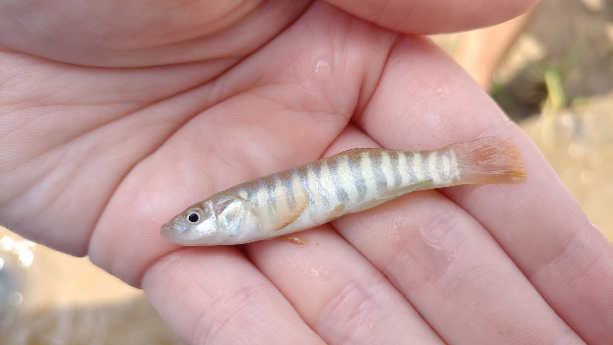 image of fundulus kansae \(northern plains killifish\)