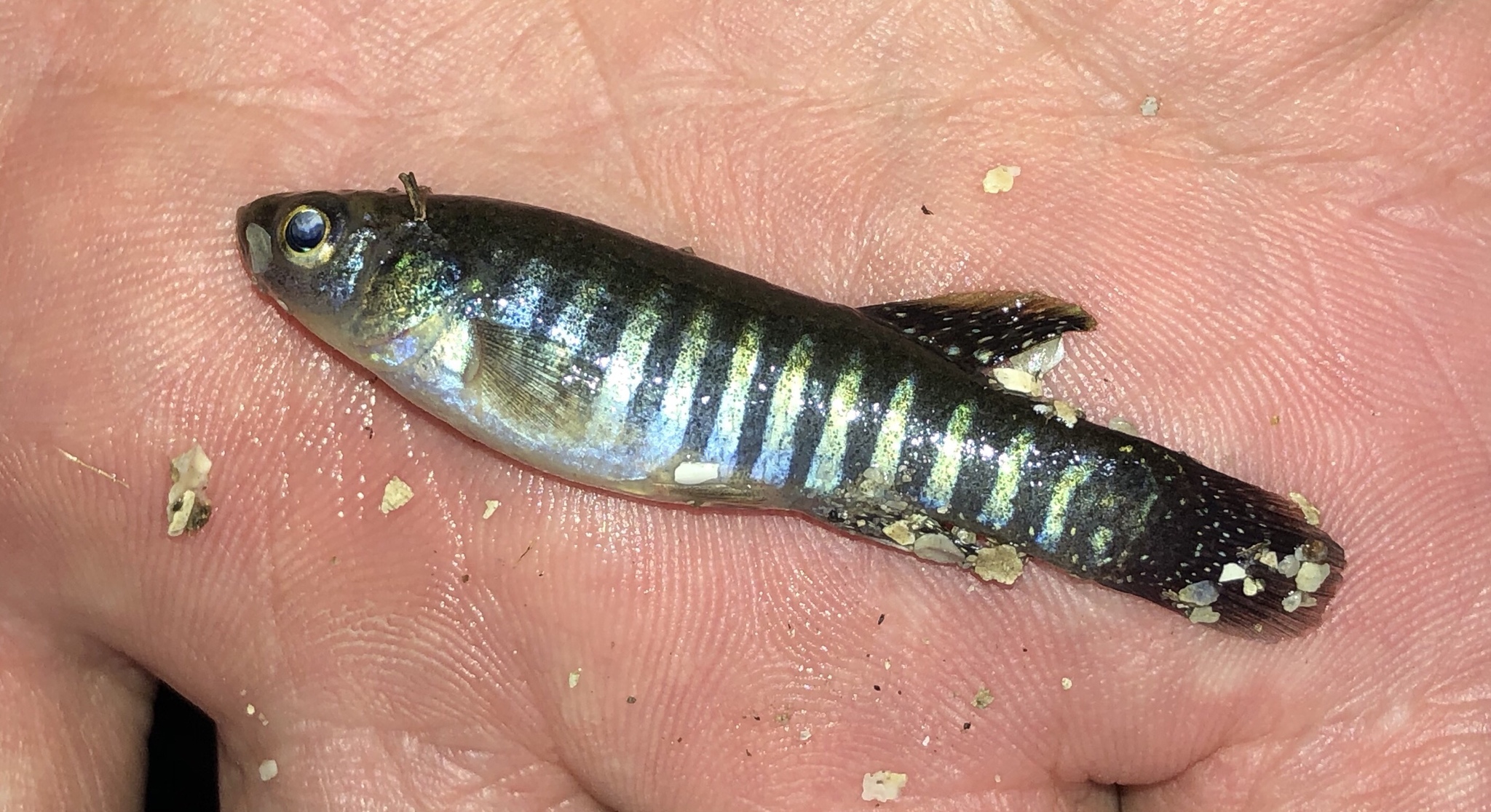 image of fundulus pulvereus \(bayou killifish\)